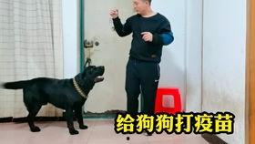 爆料救助流浪动物视频播放,救助流浪动物，温暖瞬间引网友共鸣  第1张